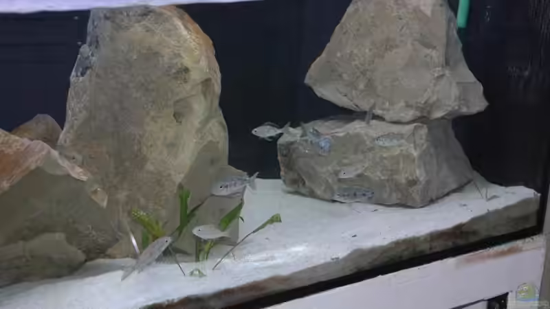 Dekoration im Aquarium Becken 91 von Simon Delgardo (11)