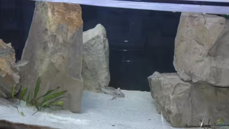 Dekoration im Aquarium Becken 91 von Simon Delgardo (12)