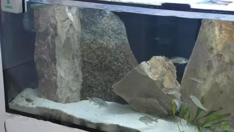 Dekoration im Aquarium Becken 91 von Simon Delgardo (13)