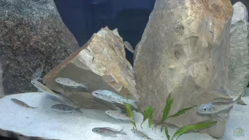 Dekoration im Aquarium Becken 91 von Simon Delgardo (14)