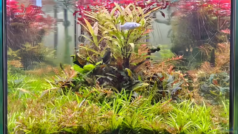 Dekoration im Aquarium Becken 9102 von water13 (4)