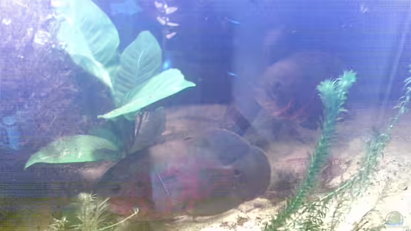 Dekoration im Aquarium Becken 9144 von Pauli (4)