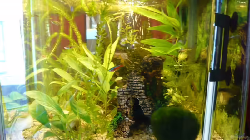 Dekoration im Aquarium Becken 9145 von Alwin Dick (10)