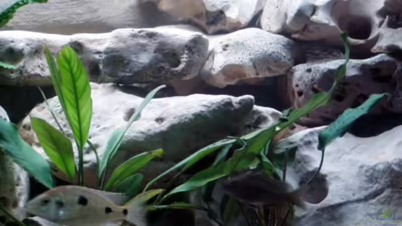 Dekoration im Aquarium Becken 915 von Sven Busch (8)