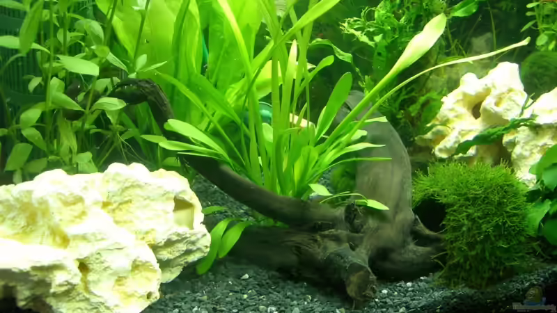 Dekoration im Aquarium Becken 9160 von KaSa (5)