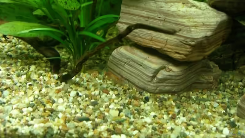 Dekoration im Aquarium Becken 9162 von KaSa (6)