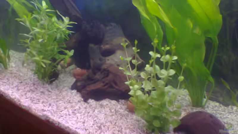 Dekoration im Aquarium Becken 9173 von James Theunissen (2)