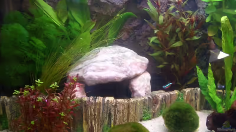 Dekoration im Aquarium Becken 9186 von Karin Hiegelsperger (3)