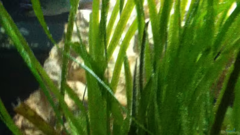 Dekoration im Aquarium Becken 9198 von Jennifer Clee (20)