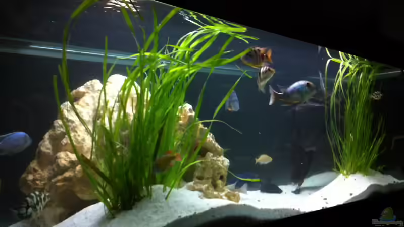 Dekoration im Aquarium Becken 9198 von Jennifer Clee (21)