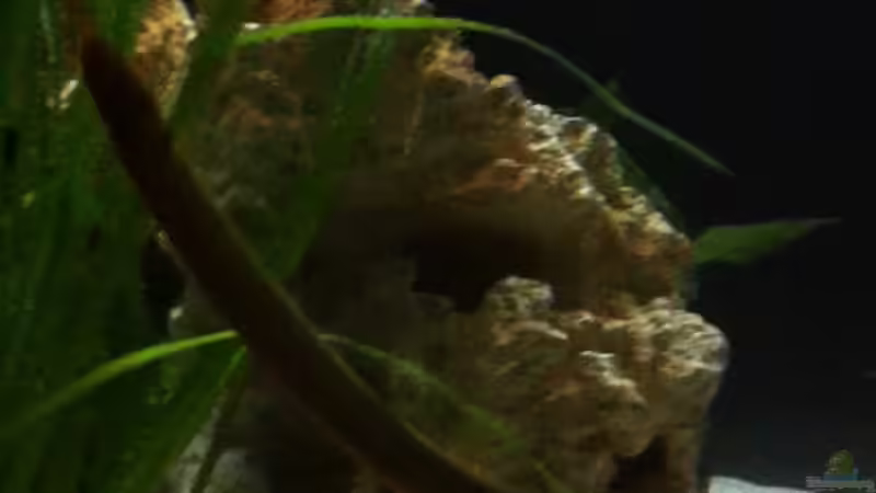 Dekoration im Aquarium Becken 9198 von Jennifer Clee (22)