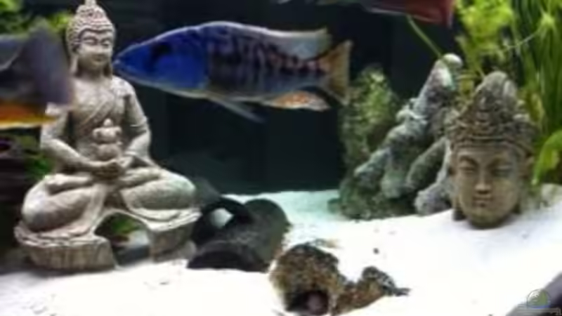 Dekoration im Aquarium Becken 9198 von Jennifer Clee (24)