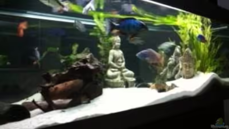 Dekoration im Aquarium Becken 9198 von Jennifer Clee (25)