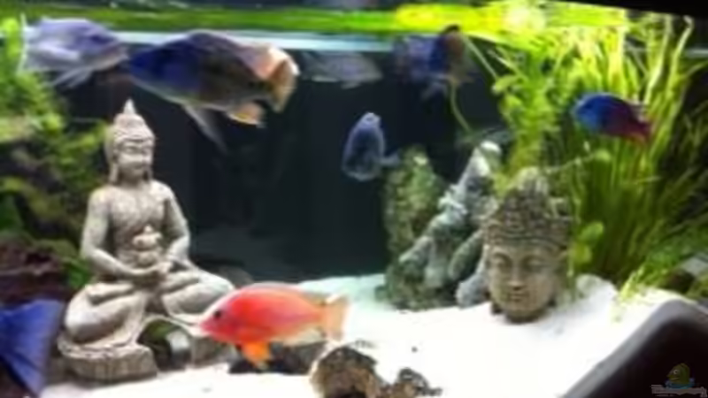 Dekoration im Aquarium Becken 9198 von Jennifer Clee (26)