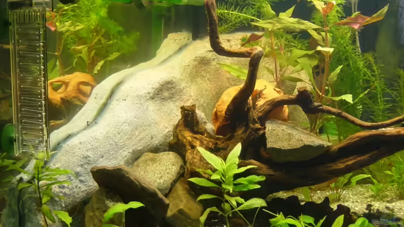 Dekoration im Aquarium Becken 9203 von Carsten Gutsche (13)