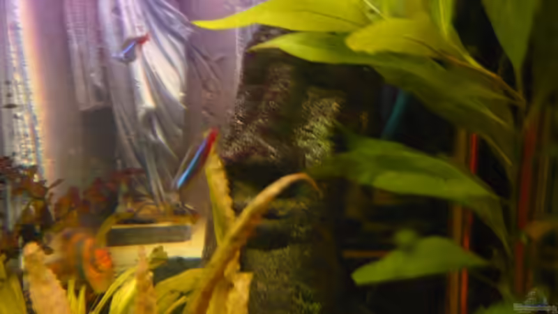 Dekoration im Aquarium Becken 9219 von Alwin Dick (7)