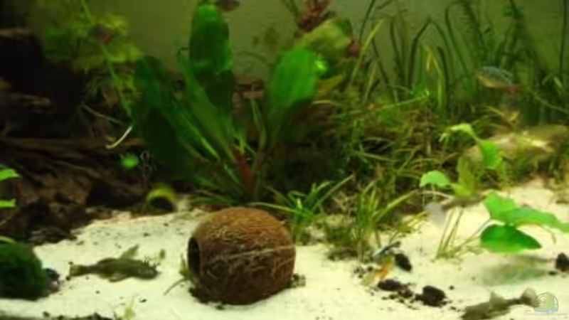 Dekoration im Aquarium Becken 9251 von Roland Gailing (3)