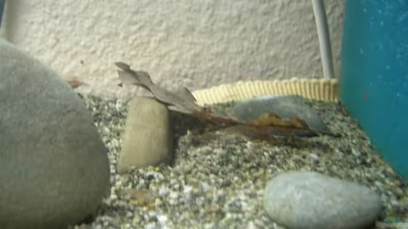 Dekoration im Aquarium Becken 9276 von Simon Bendrin (4)