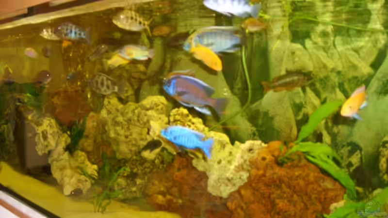 Dekoration im Aquarium Becken 9296 von Hollywood (7)