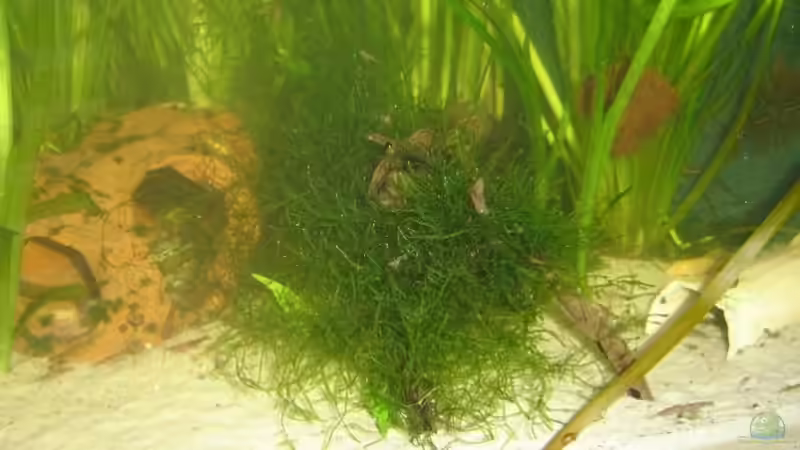 Dekoration im Aquarium Becken 9301 von RatinaZ (3)