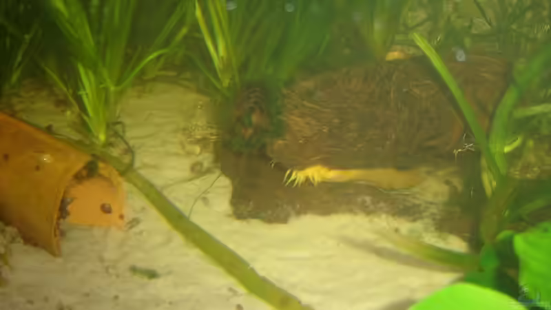 Dekoration im Aquarium Becken 9301 von RatinaZ (4)