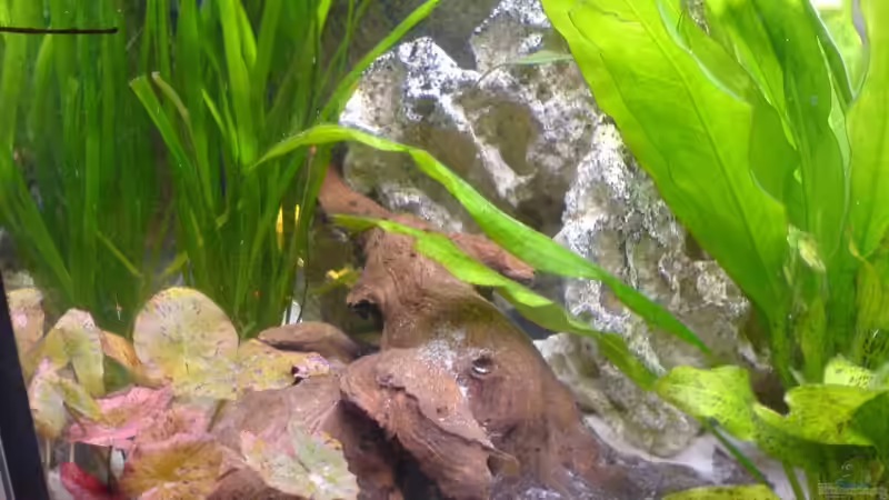 Dekoration im Aquarium Becken 9302 von Dennis Mair (6)