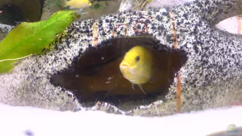 Dekoration im Aquarium Becken 9302 von Dennis Mair (7)