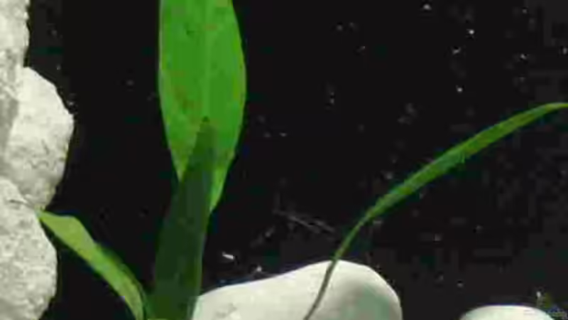 Dekoration im Aquarium Becken 9391 von Markus Tratschitt (3)