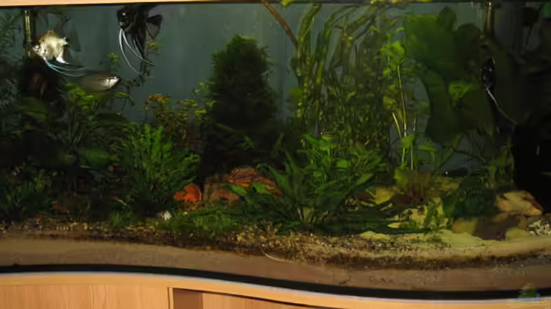 Dekoration im Aquarium Becken 9396 von Barbara Schmidt (8)