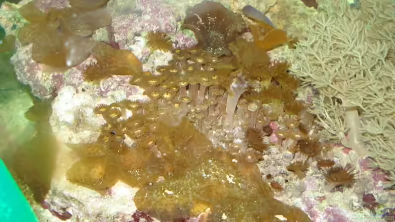 Dekoration im Aquarium Becken 9400 von Mario Dorner (15)