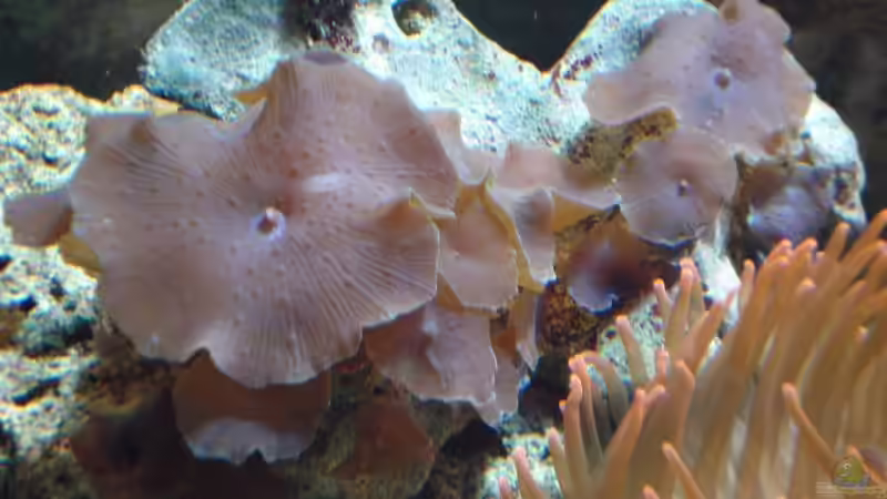 Dekoration im Aquarium Becken 9400 von Mario Dorner (17)