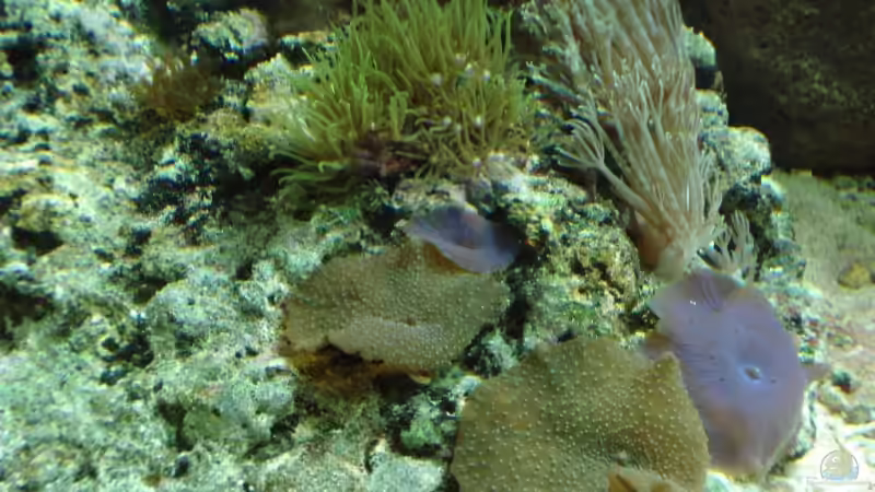 Dekoration im Aquarium Becken 9400 von Mario Dorner (18)