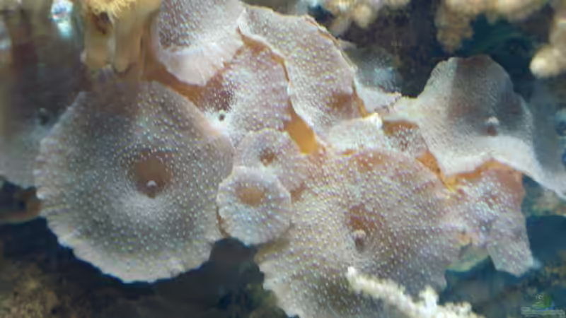 Dekoration im Aquarium Becken 9400 von Mario Dorner (20)