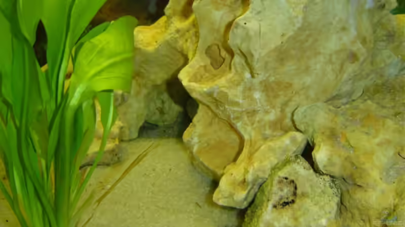 Dekoration im Aquarium Becken 942 von Oliver Schneider (2)