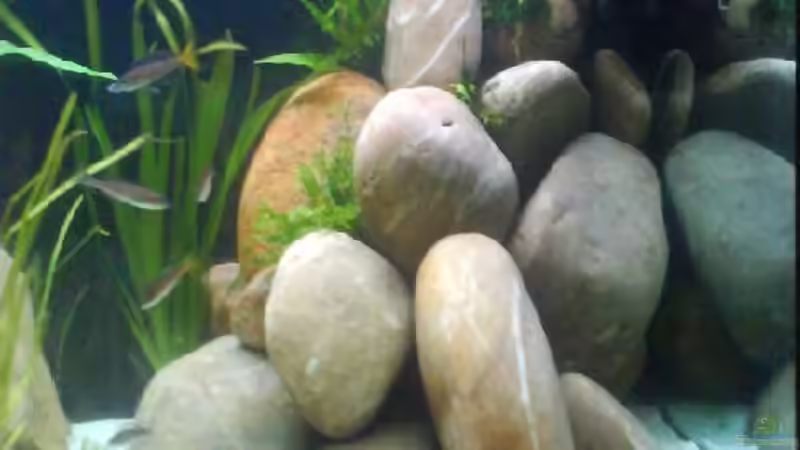 Dekoration im Aquarium Becken 9421 von Martin Grimm (4)