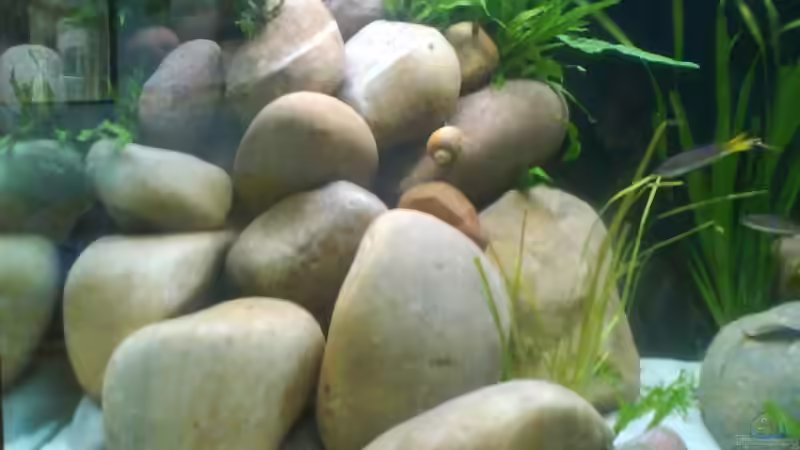 Dekoration im Aquarium Becken 9421 von Martin Grimm (5)