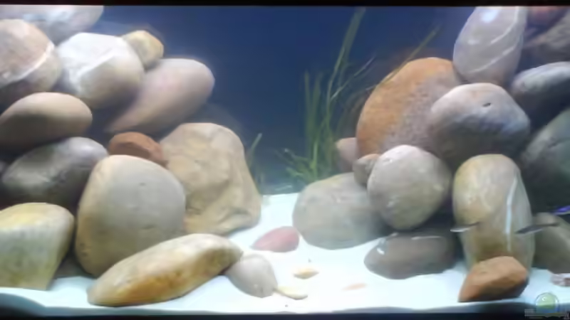 Dekoration im Aquarium Becken 9421 von Martin Grimm (6)