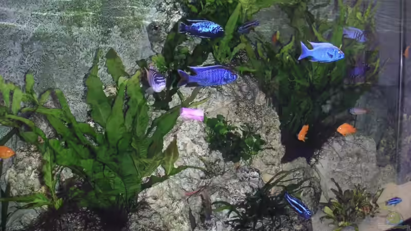 Dekoration im Aquarium Becken 9459 von malawi-fish (5)