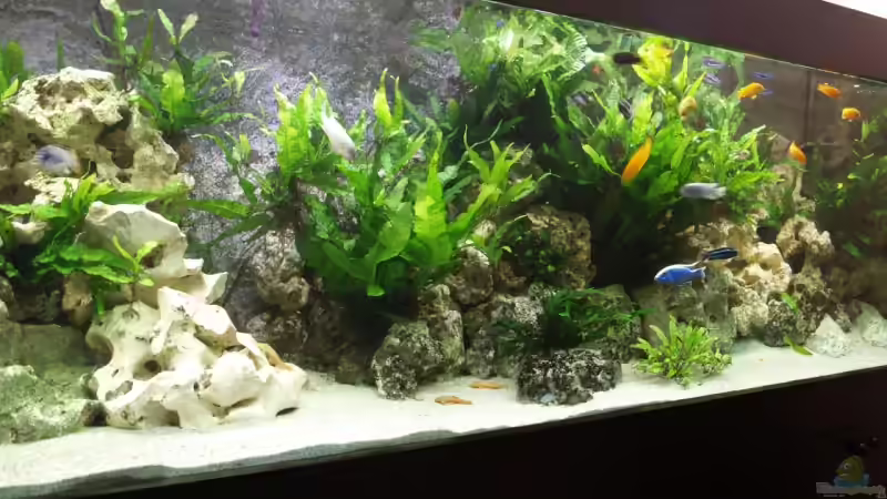 Dekoration im Aquarium Becken 9459 von malawi-fish (7)