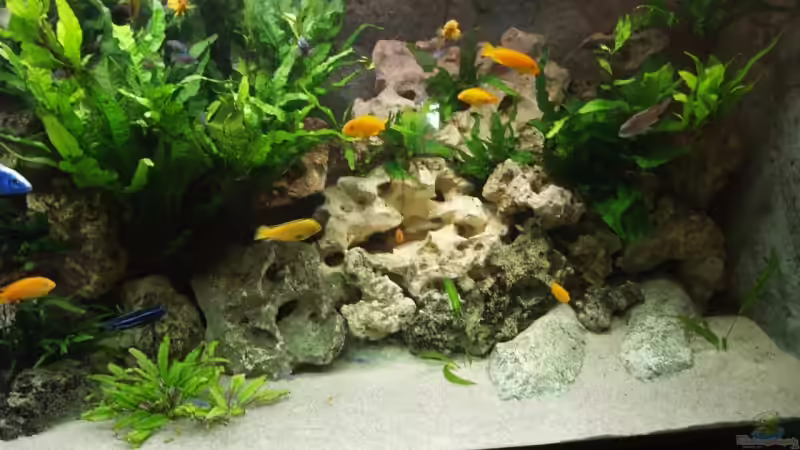 Dekoration im Aquarium Becken 9459 von malawi-fish (8)