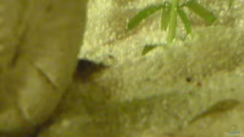 Dekoration im Aquarium Becken 9470 von Amir (3)