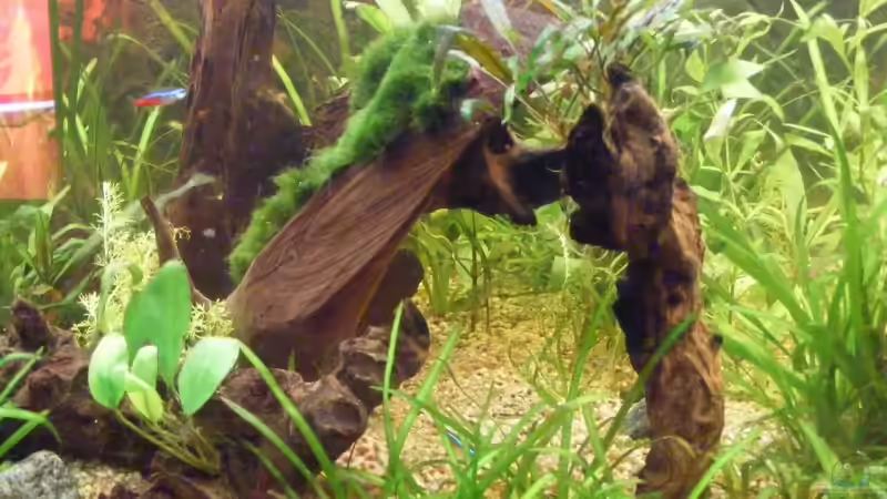 Dekoration im Aquarium Becken 9533 von Alex Weiß (10)