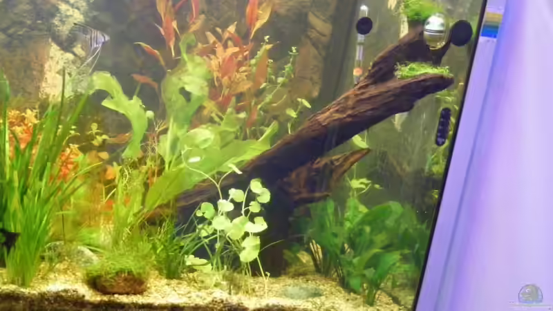 Dekoration im Aquarium Becken 9533 von Alex Weiß (11)