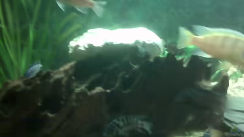 Dekoration im Aquarium Becken 9557 von Andy01 (4)