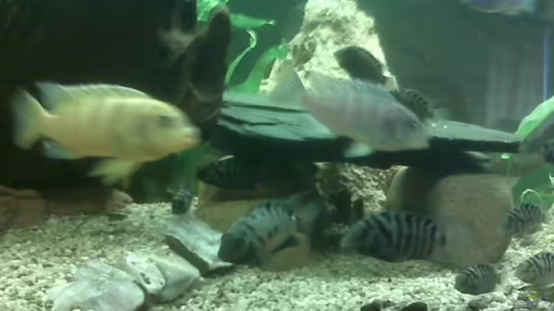 Dekoration im Aquarium Becken 9557 von Andy01 (5)