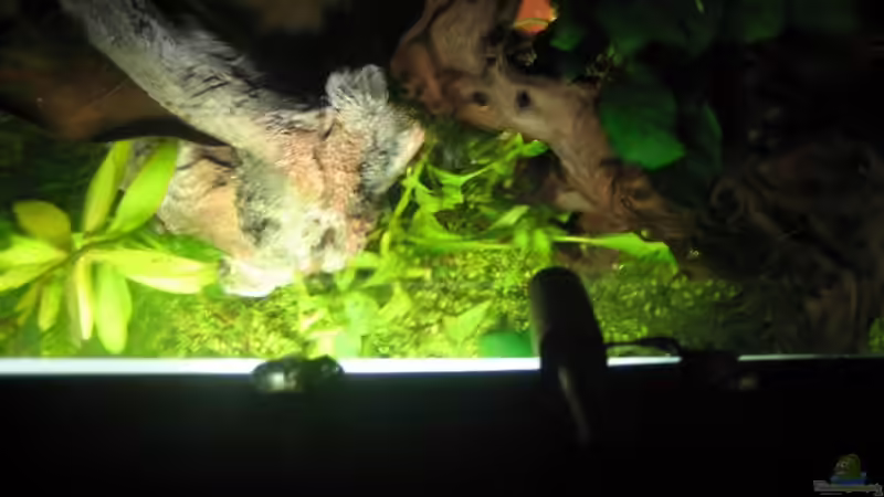 Dekoration im Aquarium Becken 9559 von Plattenjaeger (9)