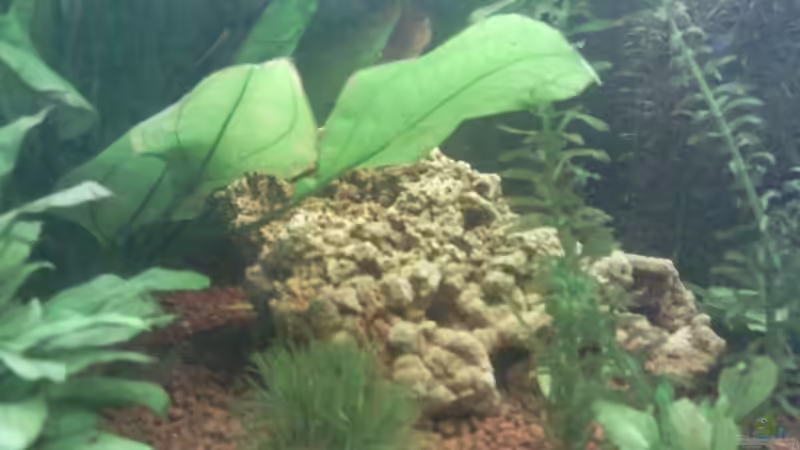 Dekoration im Aquarium Becken 9565 von Andre Bierbaum (13)