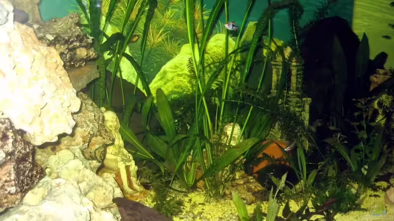 Dekoration im Aquarium Becken 9609 von Gaspode (14)