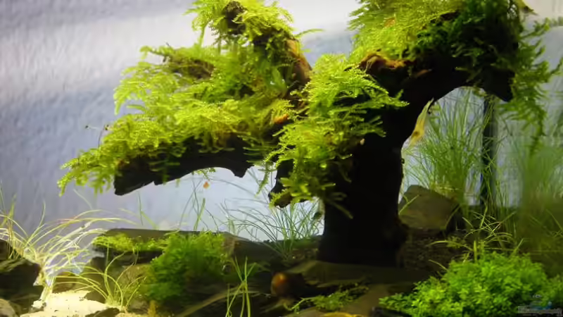 Dekoration im Aquarium Becken 9614 von Tino Laue (19)