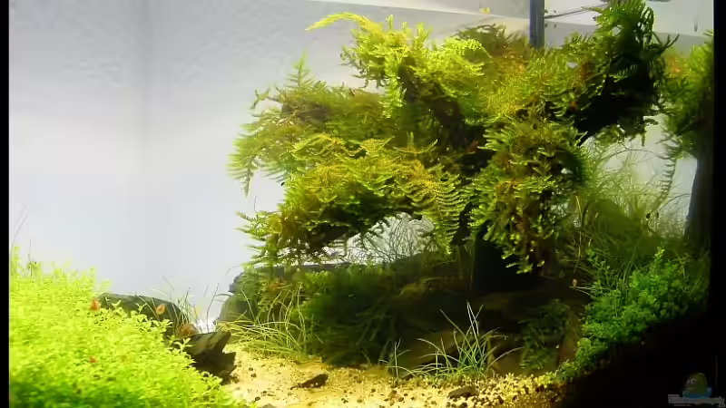 Dekoration im Aquarium Becken 9614 von Tino Laue (20)